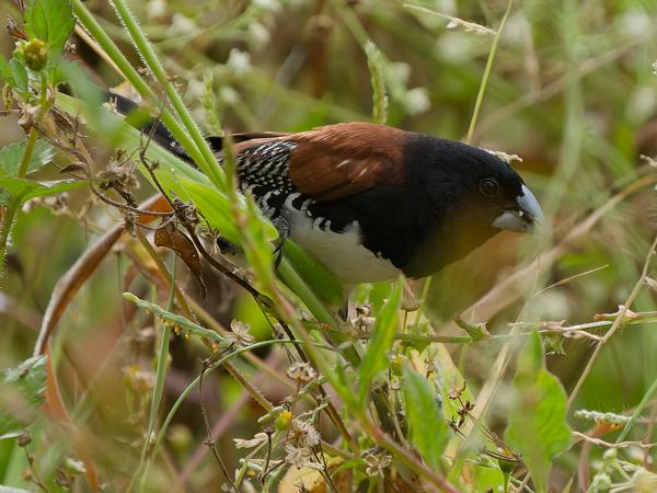 <h3><a href="/trips/tanzania/biota/animalia/chordata/aves/040 passeriformes/115 estrildidae/lonchura bicolor/lonchura bicolor-nl.html">Lonchura&nbsp;bicolor</a> / Black‑and‑white&nbsp;mannikin / Glansekstertje</h3>OM-1 Mark II met OLYMPUS M.150-400mm F4.5 TC, 1/2000 sec  bij F5.6, ISO 2000, afstand 8.25&nbsp;m